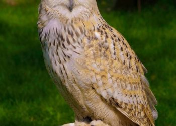 Tokyo’s After-Hours Pet Cafés: Owls, Hedgehogs & the Ethics of Cuteness