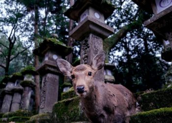 Naramachi by Night: Sacred Shadows and Shojin Dining