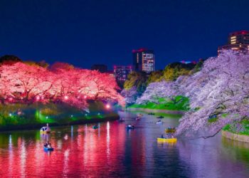 Yozakura Nights: Hanami After Dark in Tokyo