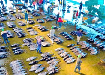 Pitch‑Perfect Sushi: Japan’s Top 5 Tabelog-Ranked Sushi Spots