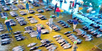 Pitch‑Perfect Sushi: Japan’s Top 5 Tabelog-Ranked Sushi Spots